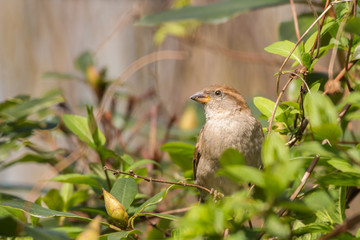 common house sparrow close up