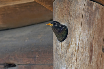 the Starling sits in a wooden birdhouse