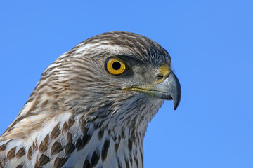 the predatory look of a hawk