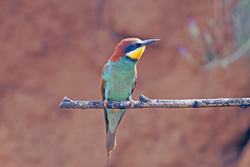 beautiful colorful birds the bee-eaters sitting on a tree branch