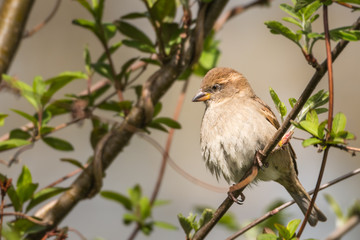 common house sparrow close up