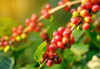Coffee bean fresh on tree in farm and sunlight effect color