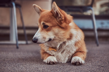 Cute breed Welsh corgi waiting for its owner, outdoors.