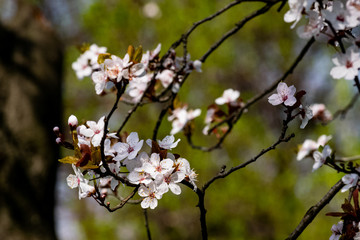 Fototapeta premium Trees blooming in spring time