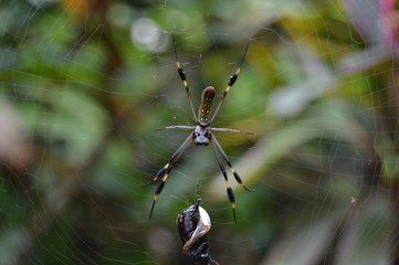 Golden orb-spider (El tortuguero, Costa Rica)