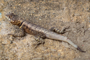 little lizard in venezuela
