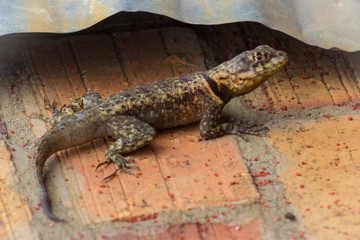 little lizard in venezuela