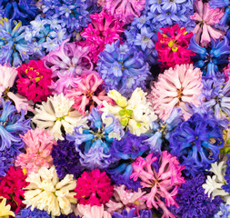 very colorful and happy spring background made of blooming hyacinths