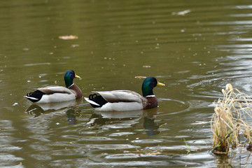 duck sitting in the nest on the grass at river