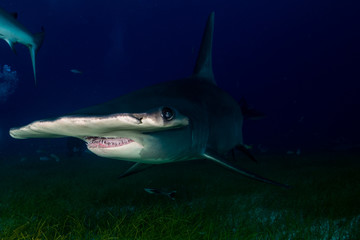 Great Hammerhead shark Bahamas