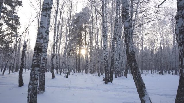 Walking along trees covered with ice and snow in birch forest at cold sunny winter sunset time