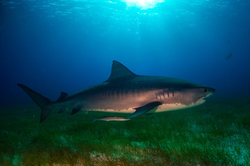 Fototapeta premium Tiger shark Bahamas