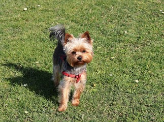 nice,small dog york