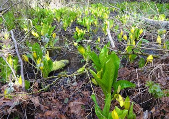 Skunk cabbage field