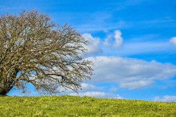 Fototapeta na wymiar Tree isolated on a green field against blue sky.