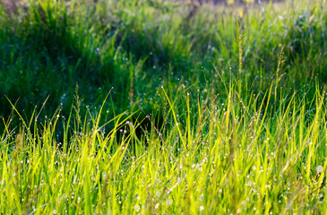 grass in morning dew drops