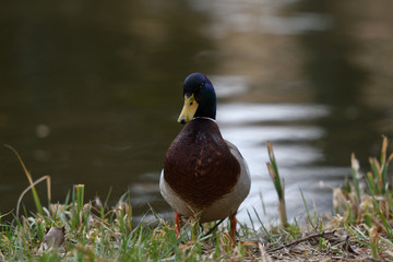duck sitting in the nest on the grass at river