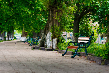 bench in the shade of chestnut alley