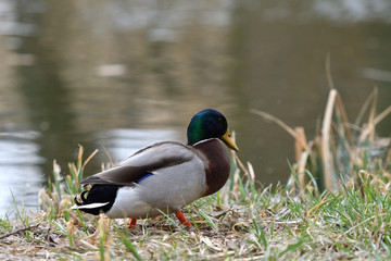 duck sitting in the nest on the grass at river