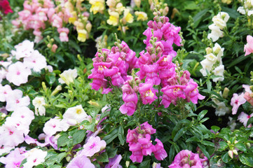 Antirrhinum majus or snapdragon many pink, white and yellow flowers