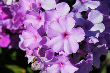 Phlox paniculata purple flowers close up