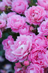 Roses floribunda many pink flowers