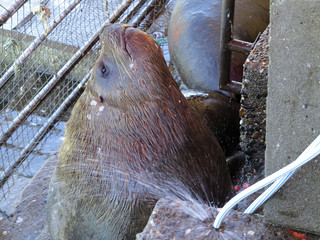 Fototapeta premium lew morski na targu rybnym w Valdivia, Chile