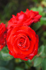 Rosa floribunda chin chin red flowers with green