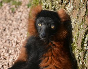 attitude lemur