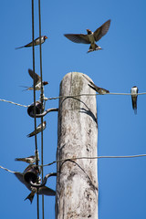 birds on a pole and wires