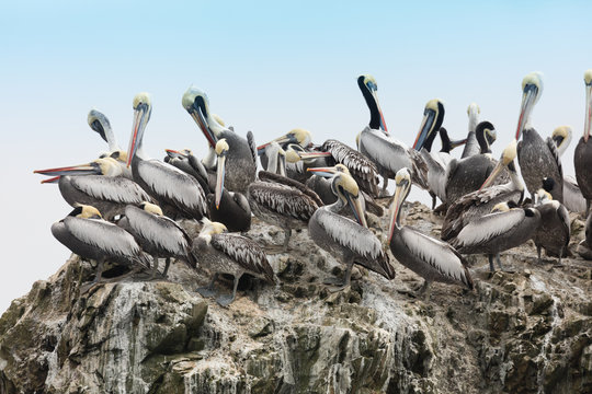 Ballestas Islands, Per&ugrave;