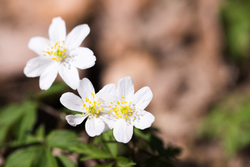 Spring wild flowers, wood anemone, windflower, Anemone nemorosa