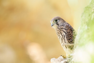 Fototapeta premium Common Kestrel (Falco tinnunculus) sitting on a beautiful background