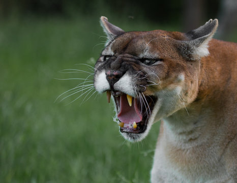 Cougar Growl Images – Browse 1,044 Stock Photos, Vectors, and Video | Adobe  Stock