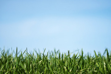 Fresh green grass as border on blue sky background