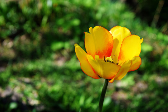 Close up image of yellow tulip in spring garden.