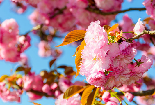 closeup of cherry blossom flowers