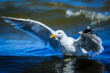 Silbermöwe im Wasser. Larus argentatus schönes Motiv von der Ostsee_001