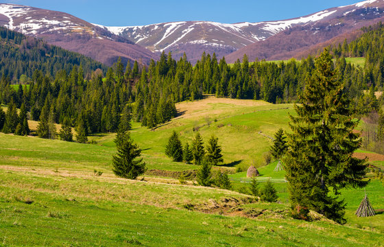 beautiful springtime landscape of Carpathians