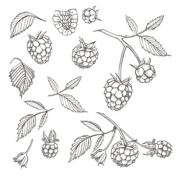Hand drawn raspberry set isolated on white background. Retro sketch style vector illustration.