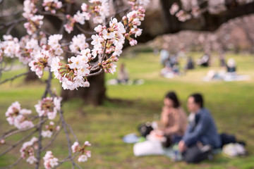 Naklejka premium Japońska para ma piknik pod wiśniowymi drzewami