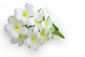 Bouquet of plumeria flowers on the white space blank space.