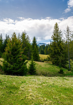 spruce forest on rolling hills