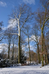 Baum in weiß (1)