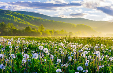dandelion field on foggy sunrise. beautiful agricultural scenery in mountains - Powered by Adobe
