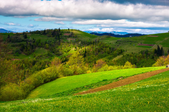 agricultural field on a grassy hill. beautiful rural scenery of Carpathian mountains on a cloudy day