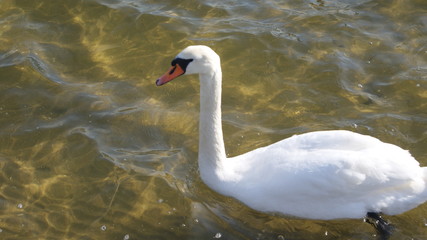 Schwan