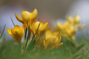Fototapeta na wymiar a cluster of orange yellow blooming crocuses in the spring sun in a park