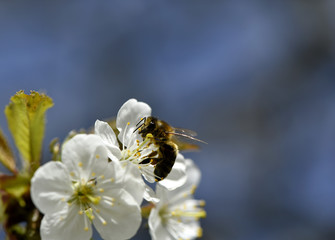 Abeille sur fleur d'arbre fruitier