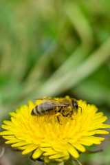 Close up of bee collecting pollen on blooming yellow dandelion flower (Taraxacum officinale).  Detail of bright dandelion in meadow at springtime